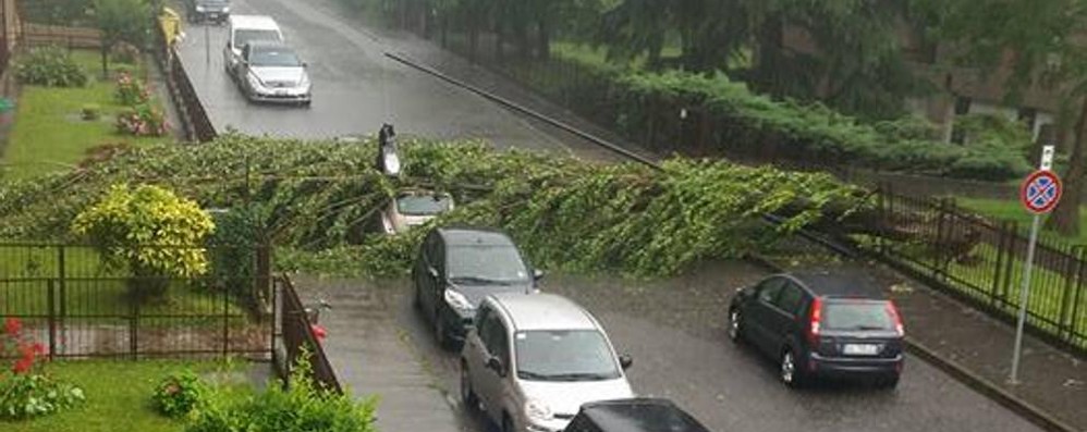 L’albero caduto in via Gallarana a Monza