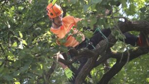 Tree climbing, in Brianza arriva il tre volte campione del mondo Mark Chisholm