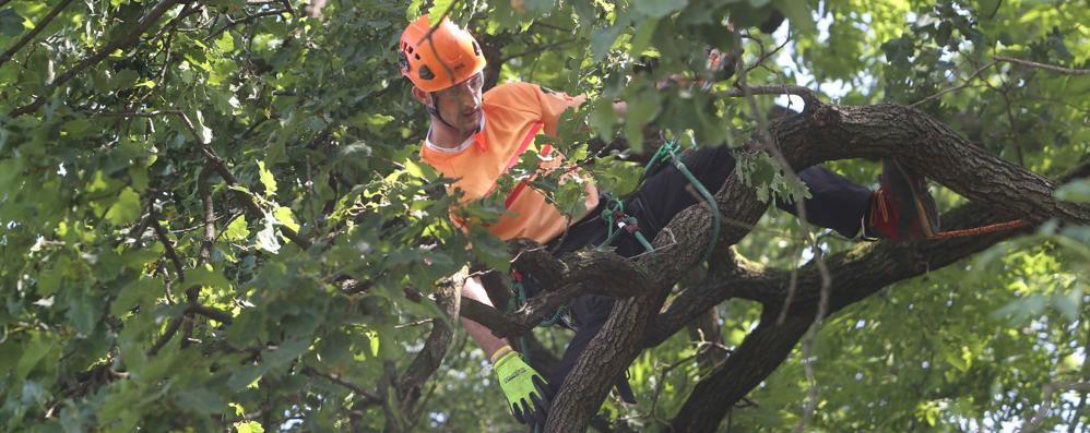 Tree climbing, in Brianza arriva il tre volte campione del mondo Mark Chisholm