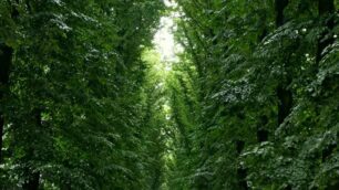Un concerto sotto le volte della cattedrale vegetale del parco di Monza