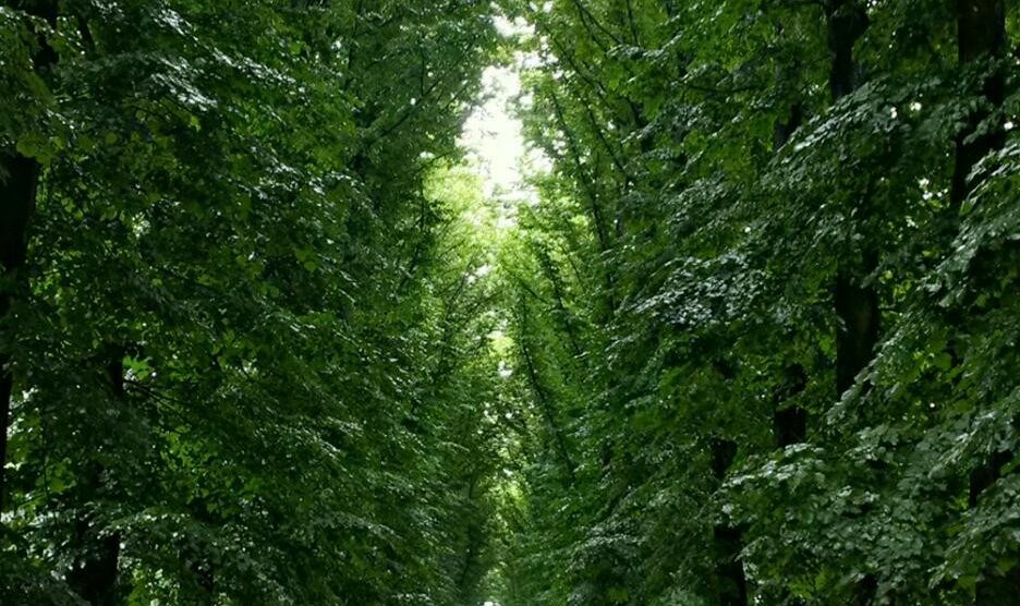 Un concerto sotto le volte della cattedrale vegetale del parco di Monza