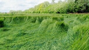Un campo di grano in Brianza