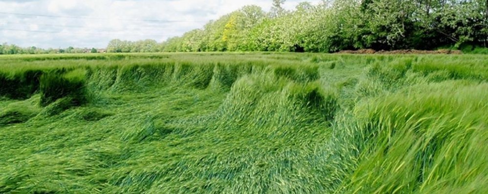 Un campo di grano in Brianza