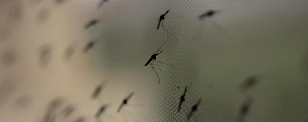 Seregno combatte le zanzare