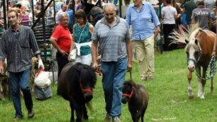 ALBIATE SAGRA DI SAN FERMO ESPOSIZIONE ANIMALI E VEDUTA MOSTRE