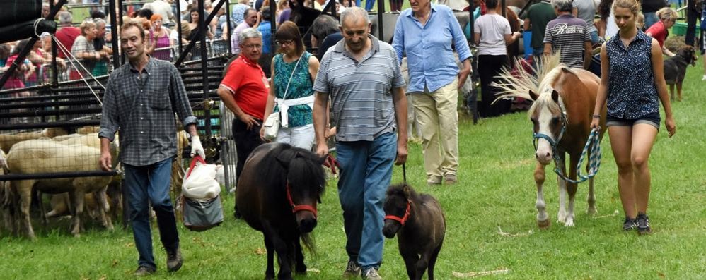 ALBIATE SAGRA DI SAN FERMO ESPOSIZIONE ANIMALI E VEDUTA MOSTRE