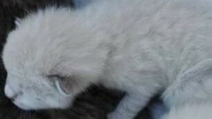 Uno dei gattini ritrovati
