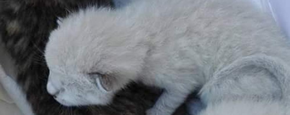 Uno dei gattini ritrovati