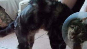 Felix, il micio di Lentate sul Seveso salvo per miracolo