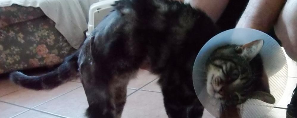 Felix, il micio di Lentate sul Seveso salvo per miracolo