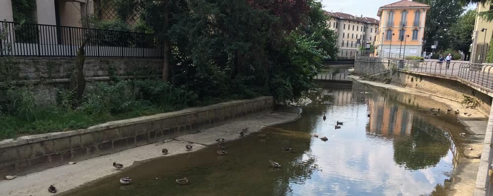 Anatre su un magro Lambro a Monza