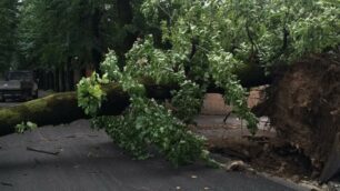 Gli alberi caduti a Seregno (foto del nostro lettore Matteo Cagnetta)