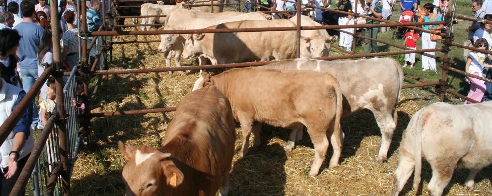 SEREGNO COVA madonna campagna fiera del bestiame La fiera del bestiame una dell attrattive della festa della Madonna della Campagna