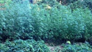 Seveso, la marijuana coltivata nel Bosco delle querce