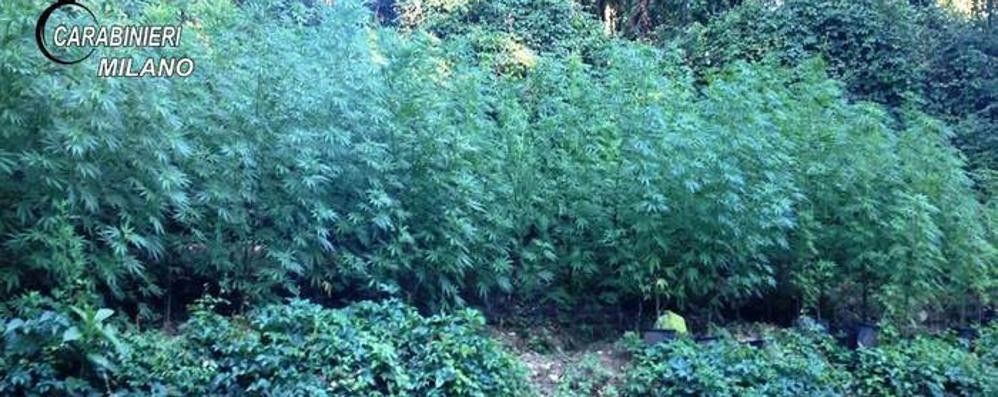 Seveso, la marijuana coltivata nel Bosco delle querce