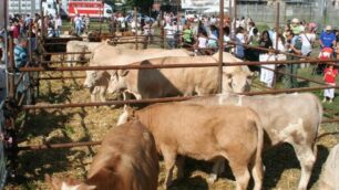 La “Fiera del bestiame” di Seregno