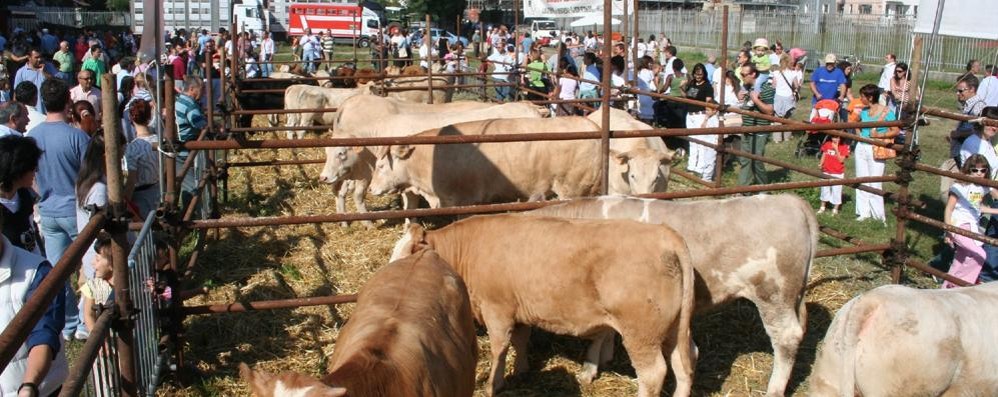 La “Fiera del bestiame” di Seregno