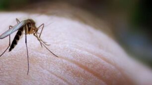 Una zanzara: alcune specie trasmettono il virus Zika