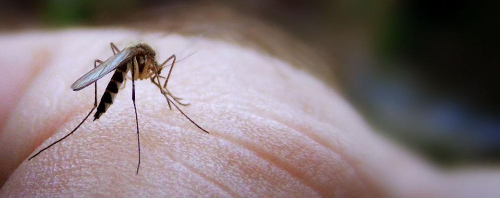 Una zanzara: alcune specie trasmettono il virus Zika