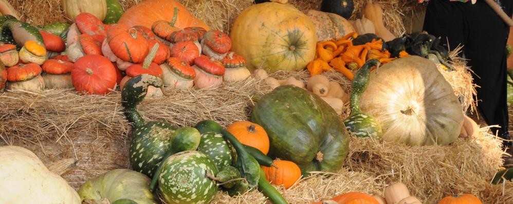 Fondazione Minoprio - scuola professionale di florivivaismo e giardinaggio. LE ZUCCHE. Le zucche nelle svariate speci