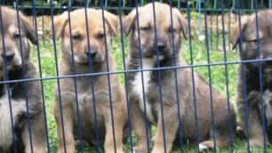 Cagnolini - foto d’archivio