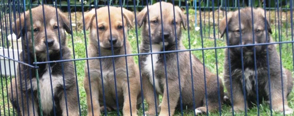 Cagnolini - foto d’archivio