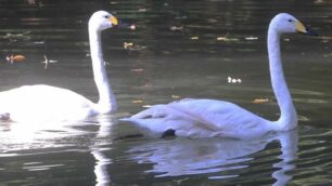 Monza, la nuova coppia di cigni nel Laghetto dei giardini reali