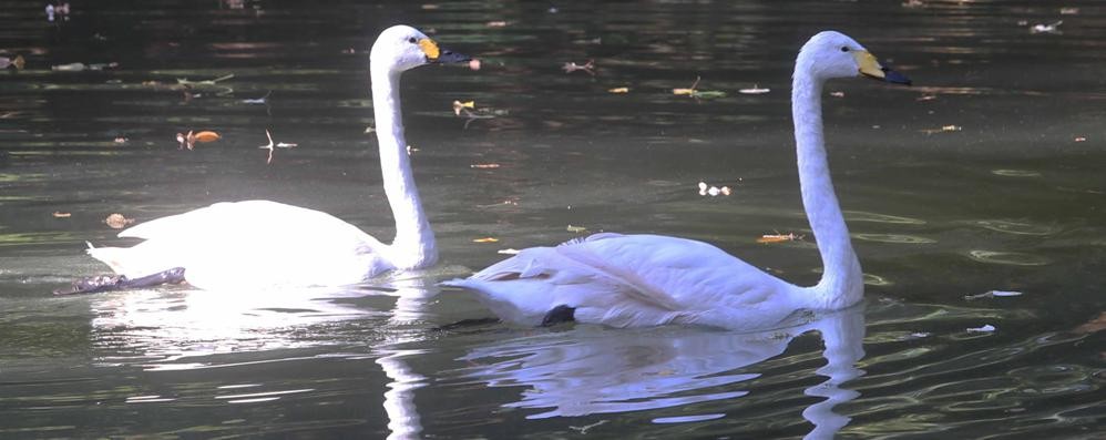 Monza, la nuova coppia di cigni nel Laghetto dei giardini reali