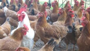 Nonno e nipoti rubano galline in una cascina di Ornago: due denunce