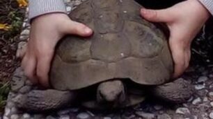 Brugherio rivuole la tartaruga Gigia rapita da Moncucco