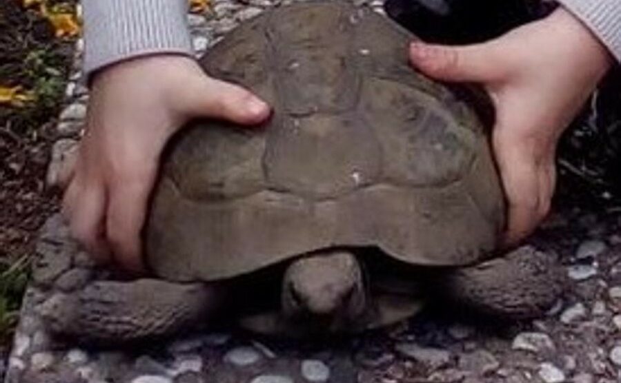 Brugherio rivuole la tartaruga Gigia rapita da Moncucco