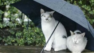 It’s raining cats and dogs dicono in Inghilterra quando piove forte: a Monza e Brianza anche i gatti rimarranno sotto l’ombrello