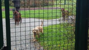 Monza, i cani lasciati liberi nell’area giochi di via Tevere