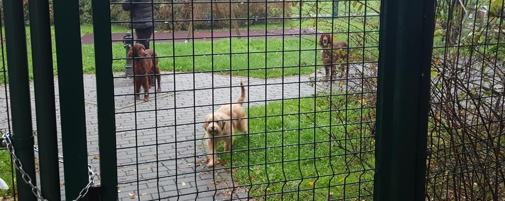 Monza, i cani lasciati liberi nell’area giochi di via Tevere