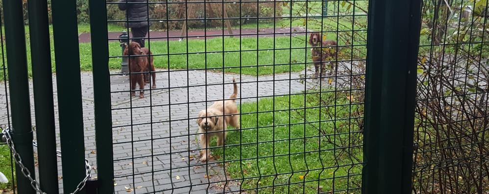 Monza, i cani lasciati liberi nell’area giochi di via Tevere