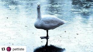 I colori del parco di Monza d’inverno:  le foto social che piacciono alla Reggia