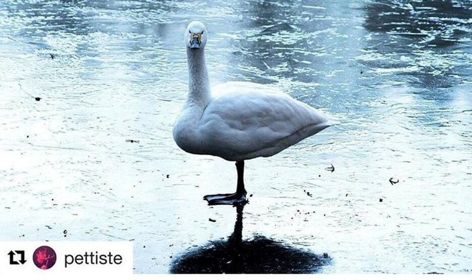 I colori del parco di Monza d’inverno:  le foto social che piacciono alla Reggia