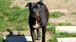 Un cane libero in un parco pubblico