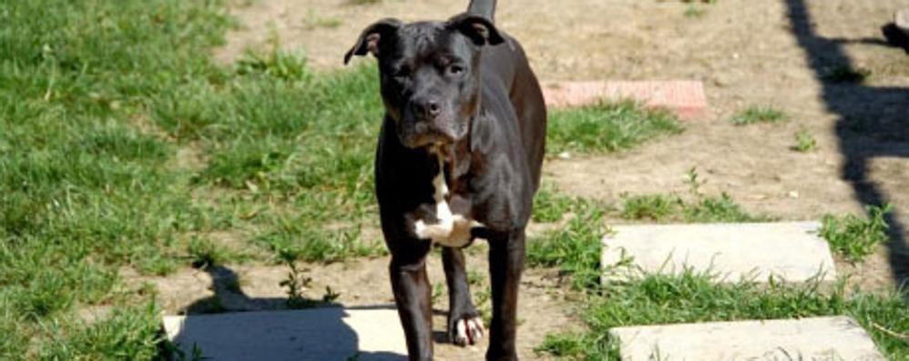 Un cane libero in un parco pubblico