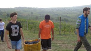 Gli studenti del Ballerini di Seregno al lavoro in vigna