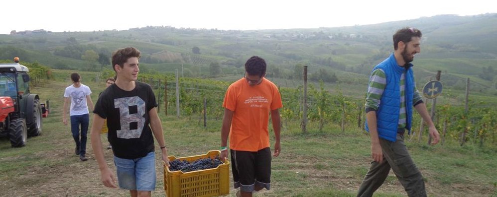 Gli studenti del Ballerini di Seregno al lavoro in vigna