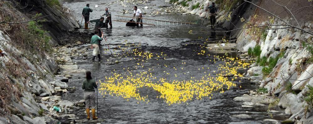 Cesano, la prima edizione della regata di paperelle sul fiume Seveso