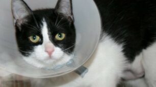 Lissone: tiene una gattina imprigionata in un cesto per la biancheria