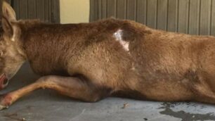 Monza, il cervo catturato in zona Sobborghi