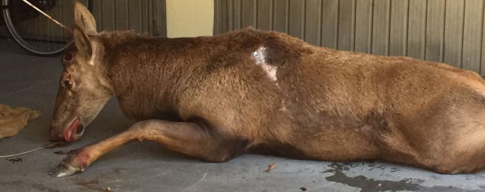 Monza, il cervo catturato in zona Sobborghi