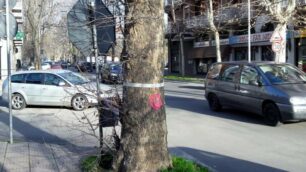 Seregno, uno dei platani destinati al taglio in viale Edison