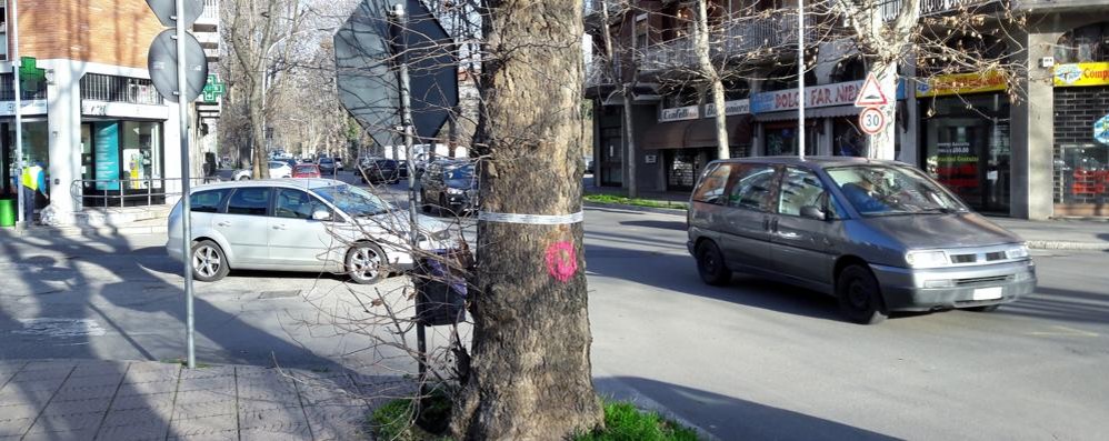 Seregno, uno dei platani destinati al taglio in viale Edison