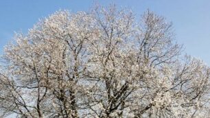 Besana, il particolare della fioritura del ciliegio di Vergo Zoccorino - foto di Alessandro Viganò