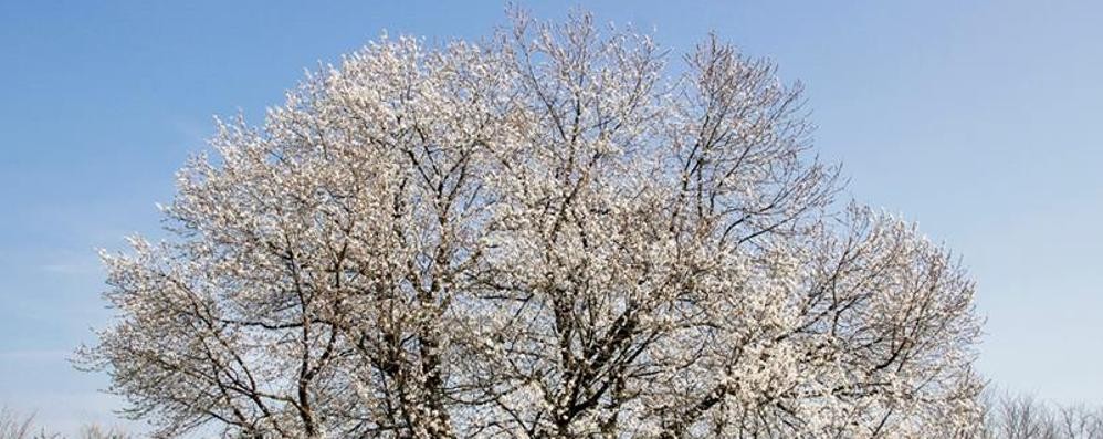 Besana, il particolare della fioritura del ciliegio di Vergo Zoccorino - foto di Alessandro Viganò