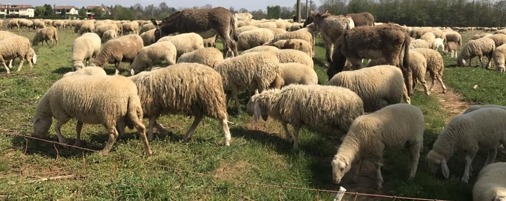 Pecore nella recente transumanza